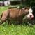 Exotic bully 11 thumbnail