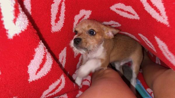 Puppy looking for a home63482160462977123