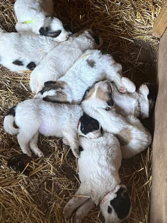 Great Pyrenees puppies 1