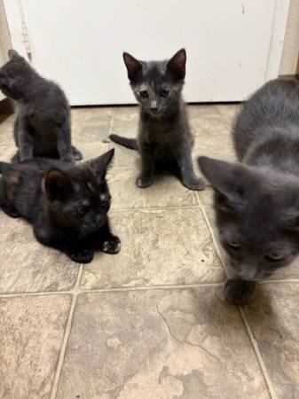 Reubicar gatitos (Fairfield / Vacaville)