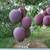 Big Rapoza / Haden Mango tree fruiting, 7 thumbnail