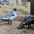 Muscovy ducks 1 thumbnail