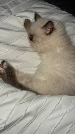 Girl Kitten (EDGEWOOD)63853557621635120