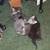4 kittens 2 thumbnail