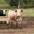 Steer 1 thumbnail