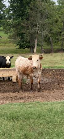 Steer 1