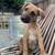Scooby Doo 12 week old mix 2 thumbnail