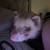 Ferrets 5 thumbnail