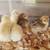 Bantam Calico Cochin Chicks 3 thumbnail