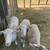 Sheep 2 thumbnail