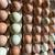 Hatching Eggs 2 thumbnail