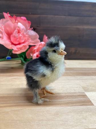 Silkie chicks 1
