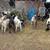 Goats 2 thumbnail