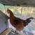 Rooster Copper Maran Young 4 thumbnail