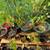 Tree saplings 2 thumbnail