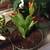 Easter Cactus Orange Flower House Plant 2 thumbnail