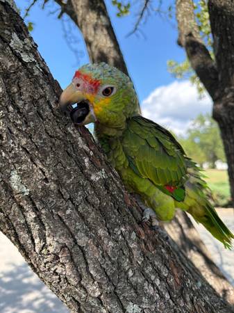 Parrot 1