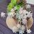 Beautiful live succulents arrangement in a terracotta pot 2 thumbnail