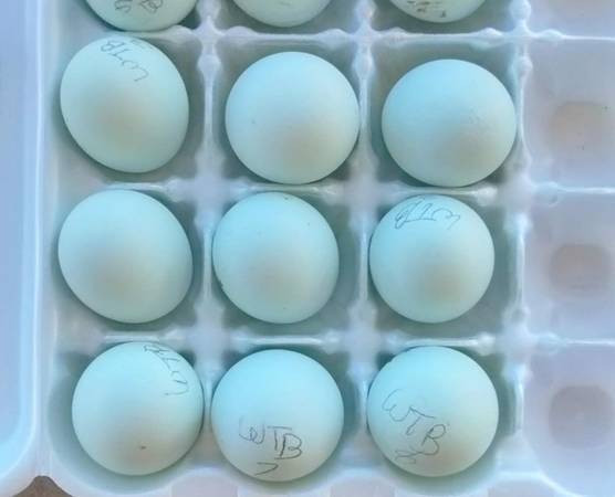 12 + WHITING TRUE BLUE HATCHING EGGS!!! 1
