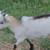 REGISTERABLE NIGERIAN DWARF BUCKLINGS 8 thumbnail