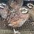 Quail 1 thumbnail