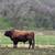 Weaned Dexter Heifer Available 2 thumbnail