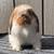 Holland lop 8 thumbnail