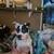 Private Dog trainer 5 thumbnail