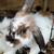 Rabbits 2 thumbnail