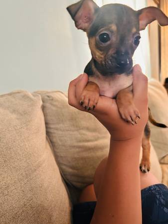 Chihuahua 1