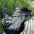 Rare hybrid chickens, Pullets, Cockrels-Putih Ayam Cemani x Japanese Onagadori 3 thumbnail