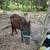 Mini Mare 3 thumbnail