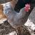 Roosters 2 thumbnail