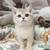 British kittens 2 thumbnail