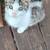 Barn kittens 1 thumbnail
