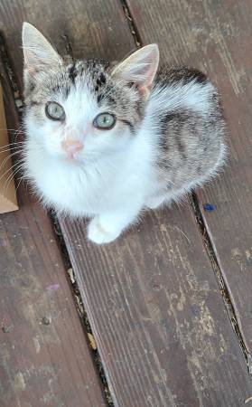 Barn kittens 1