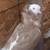 Pigeons 12 thumbnail