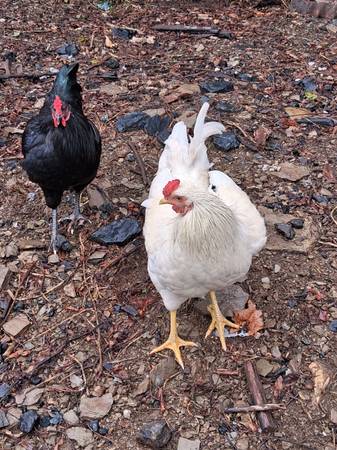 Leghorn Cockerel 1
