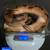 Ball Python Breeding Pair + Clutch of Eggs + Incubator - Temp & Stella 2 thumbnail