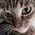 Kitten available for adoption....10 month old female tabby 1 thumbnail