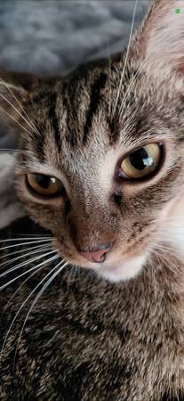 Kitten available for adoption....10 month old female tabby (burlingame)