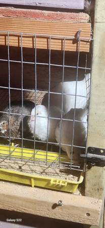 Mixed quails 1