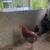 Hens, Roosters, Chicks, Hatching Eggs 6 thumbnail