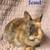 Netherland Dwarfs 5 thumbnail