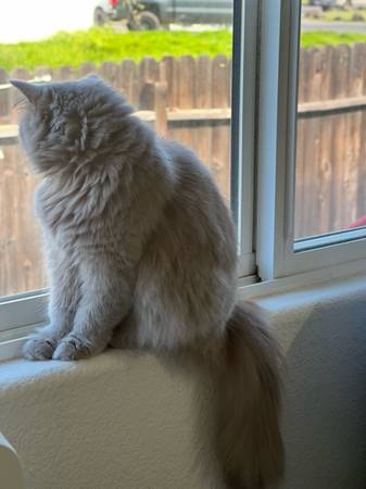 Rehoming Female British Longhair (Antelope)63848769217665122