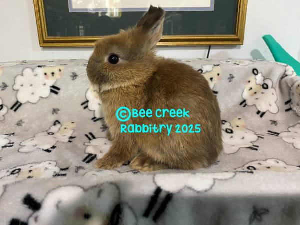 Netherland Dwarf Junior Buck 1