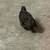 Button quail 6 thumbnail