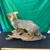 Antique grey fox mounted 7 thumbnail