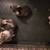 Free Kittens 3 thumbnail