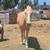 Appendex Palomino 1 thumbnail